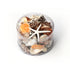 small black brown tan premium mixed seashell pack